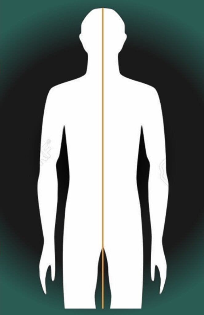 Anatomical illustration showing the midline — the central axis used in Yuen Method work